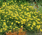 Bidens Flowers (STARTER PANT) Perennial Bur Marigold - Caribbean garden seed