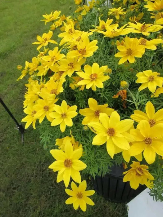 Bidens Flowers (STARTER PANT) Perennial Bur Marigold - Caribbean garden seed