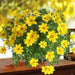 Bidens Flowers (STARTER PANT) Perennial Bur Marigold - Caribbean garden seed