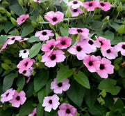BLACK EYED SUSAN VINE ( LIVE PLANT) PINK FLOWERS - Caribbean garden seed