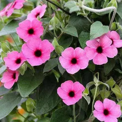 BLACK EYED SUSAN VINE ( LIVE PLANT) PINK FLOWERS - Caribbean garden seed