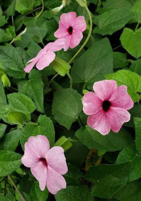 BLACK EYED SUSAN VINE ( LIVE PLANT) PINK FLOWERS - Caribbean garden seed