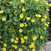 BLACK EYED SUSAN VINE (Starter Plant) YELLOW FLOWERS - Caribbean garden seed
