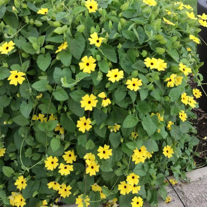 BLACK EYED SUSAN VINE (Starter Plant) YELLOW FLOWERS - Caribbean garden seed