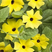 BLACK EYED SUSAN VINE (Starter Plant) YELLOW FLOWERS - Caribbean garden seed