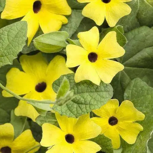 BLACK EYED SUSAN VINE (Starter Plant) YELLOW FLOWERS - Caribbean garden seed