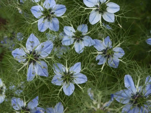 Black Cumin Plant Seeds (Nigella Sativa) -Organic ! - Caribbean garden seed