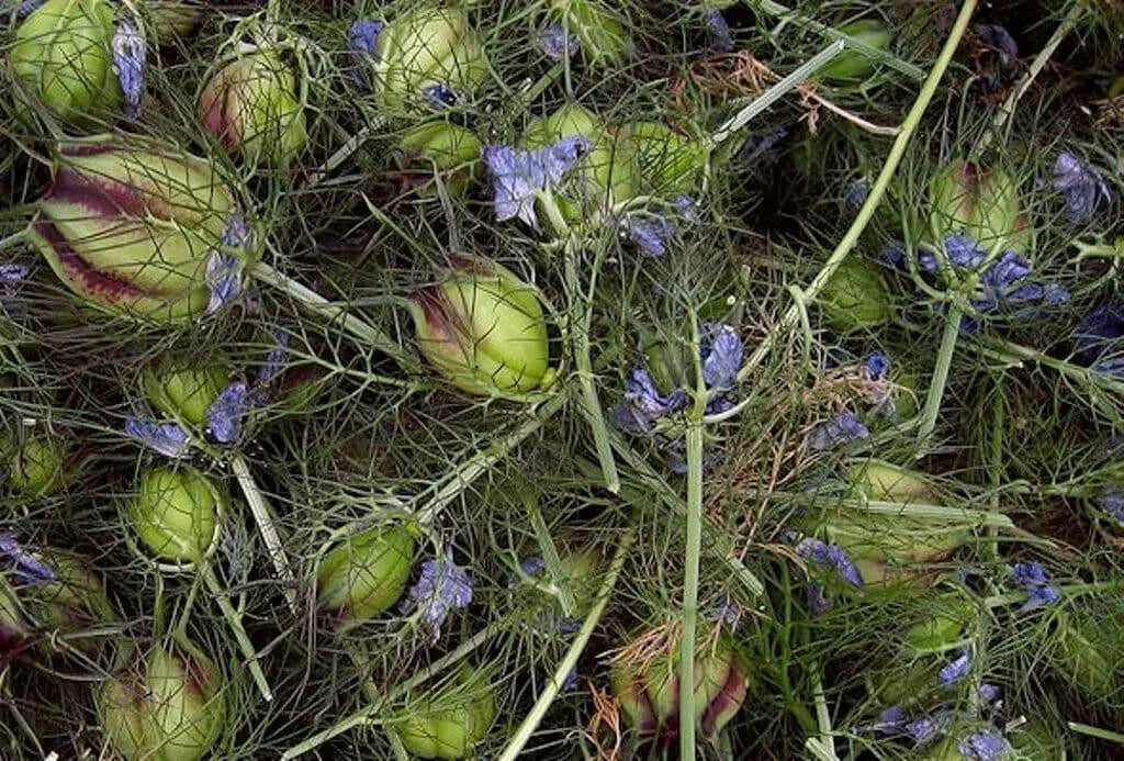 Black Cumin Plant Seeds (Nigella Sativa) -Organic ! - Caribbean garden seed