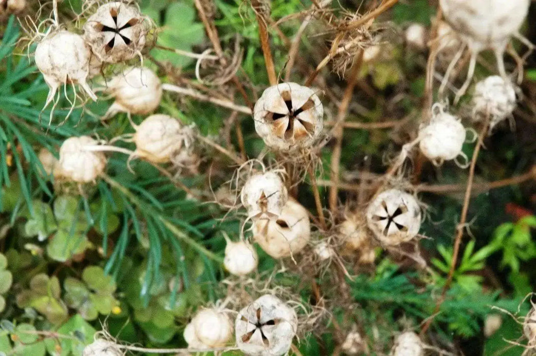Black Cumin Plant Seeds (Nigella Sativa) -Organic ! - Caribbean garden seed