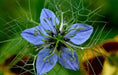 Black Cumin Plant Seeds (Nigella Sativa) -Organic ! - Caribbean garden seed