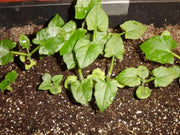 BLACK EYED SUSAN VINE ,flowers SEED - Perennial - Caribbean garden seed