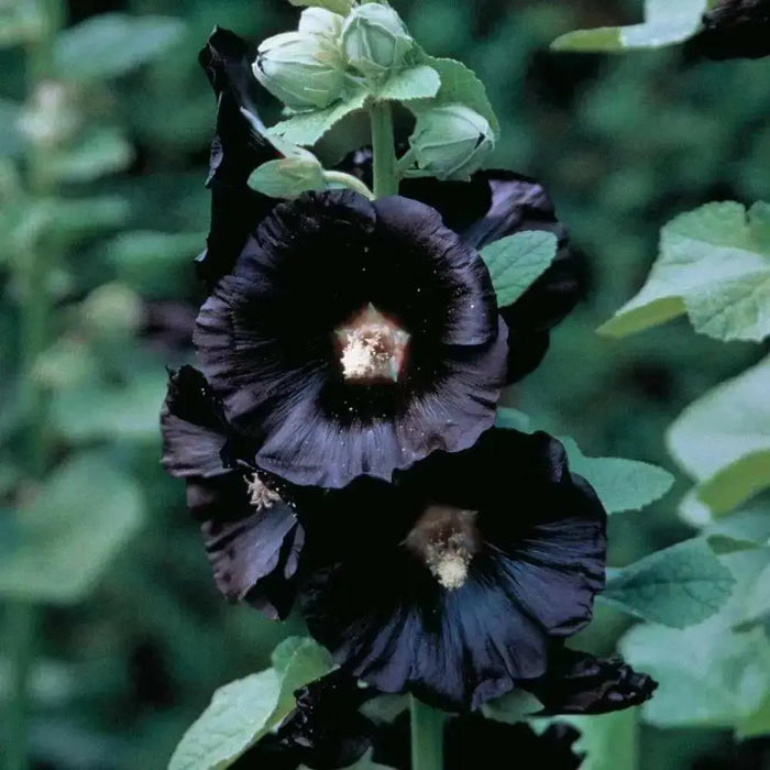 Black Hollyhock, biennial flowers Seed - Caribbean garden seed