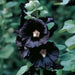 Black Hollyhock, biennial flowers Seed - Caribbean garden seed
