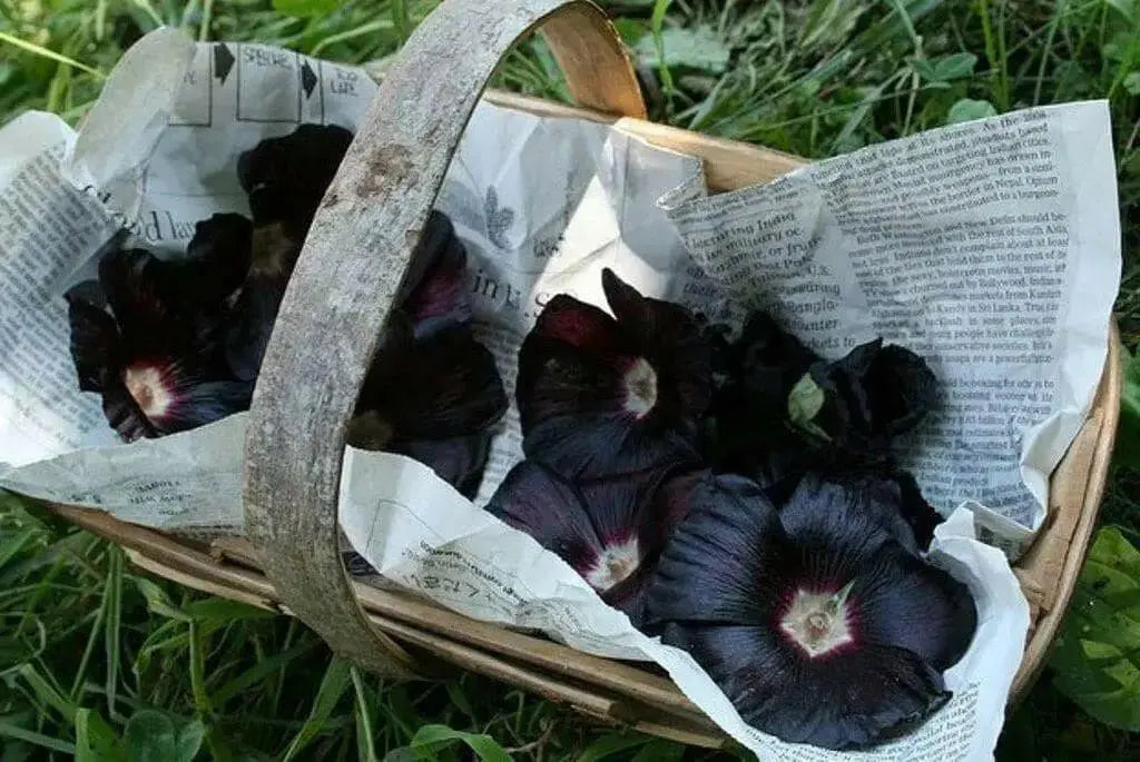 Black Hollyhock, biennial flowers Seed - Caribbean garden seed