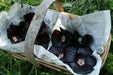 Black Hollyhock, biennial flowers Seed - Caribbean garden seed