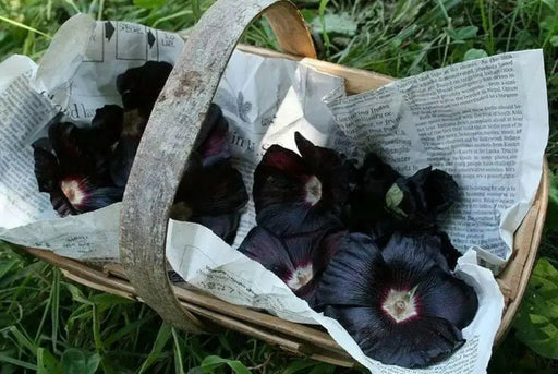 Black Hollyhock, biennial flowers Seed - Caribbean garden seed