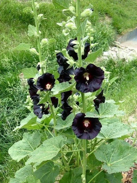 Black Hollyhock, biennial flowers Seed - Caribbean garden seed