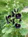 Black Hollyhock, biennial flowers Seed - Caribbean garden seed