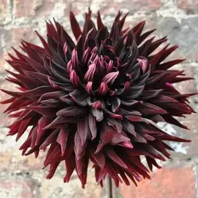BLACK JACK CACTUS DAHLIA (Tuber/Plant ) PERENNIAL FLOWERS - Caribbean garden seed