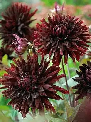 BLACK JACK CACTUS DAHLIA (Tuber/Plant ) PERENNIAL FLOWERS - Caribbean garden seed