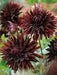 BLACK JACK CACTUS DAHLIA (Tuber/Plant ) PERENNIAL FLOWERS - Caribbean garden seed