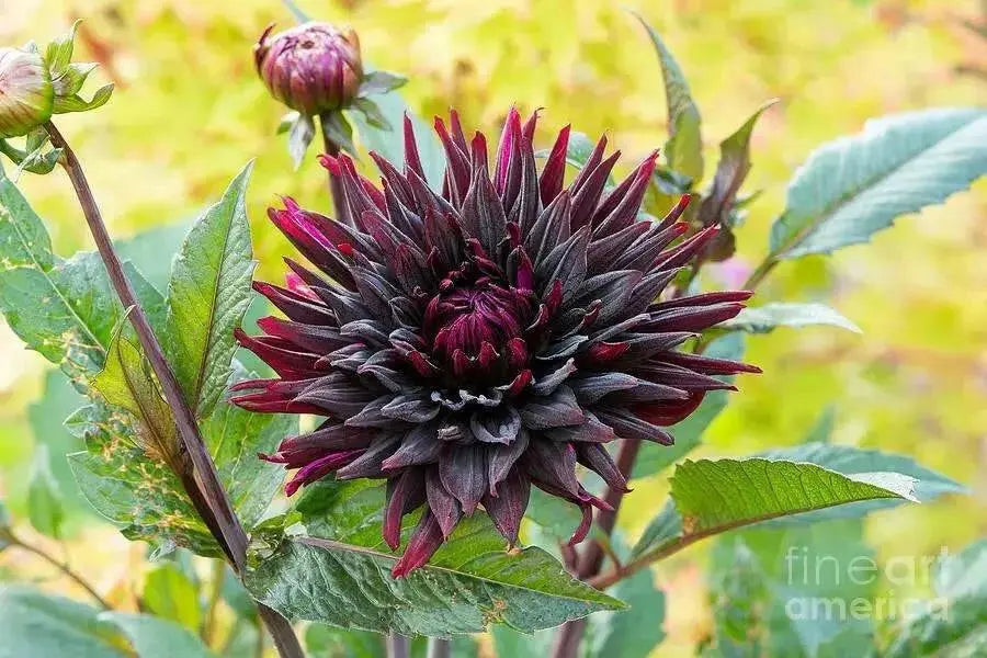 BLACK JACK CACTUS DAHLIA (Tuber/Plant ) PERENNIAL FLOWERS - Caribbean garden seed