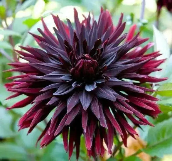 BLACK JACK CACTUS DAHLIA (Tuber/Plant ) PERENNIAL FLOWERS - Caribbean garden seed