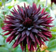 BLACK JACK CACTUS DAHLIA (Tuber/Plant ) PERENNIAL FLOWERS - Caribbean garden seed