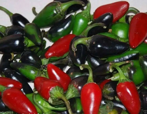 Black Hungarian Hot Pepper SEEDS- Capsicum annum - Caribbean garden seed
