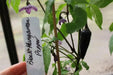 Black Hungarian Hot Pepper SEEDS- Capsicum annum - Caribbean garden seed