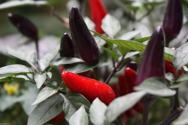 Black Hungarian Hot Pepper SEEDS- Capsicum annum - Caribbean garden seed