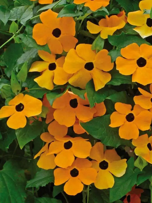 BLACK EYED SUSAN VINE (LIVE STARTER PLANT) ORANGE FLOWERS - Caribbean garden seed