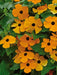 BLACK EYED SUSAN VINE (LIVE STARTER PLANT) ORANGE FLOWERS - Caribbean garden seed