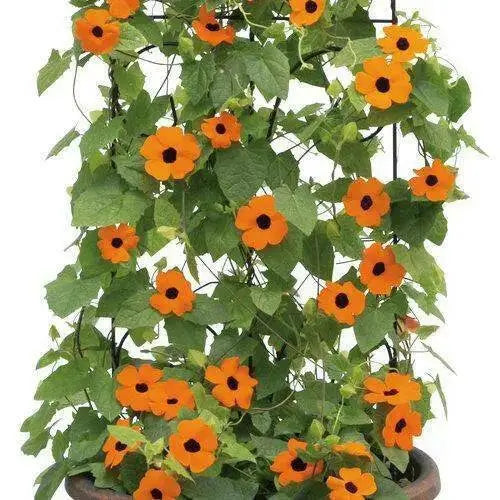 BLACK EYED SUSAN VINE (LIVE STARTER PLANT) ORANGE FLOWERS - Caribbean garden seed