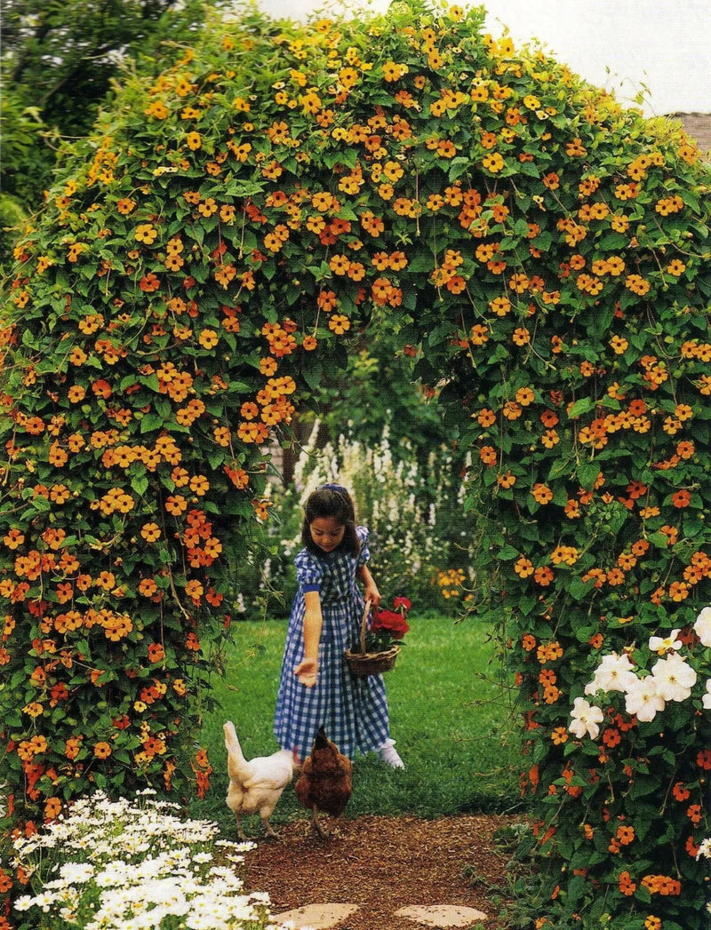 BLACK EYED SUSAN VINE (LIVE STARTER PLANT) ORANGE FLOWERS - Caribbean garden seed