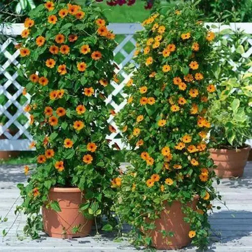 BLACK EYED SUSAN VINE (LIVE STARTER PLANT) ORANGE FLOWERS - Caribbean garden seed