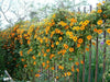 BLACK EYED SUSAN VINE (LIVE STARTER PLANT) ORANGE FLOWERS - Caribbean garden seed