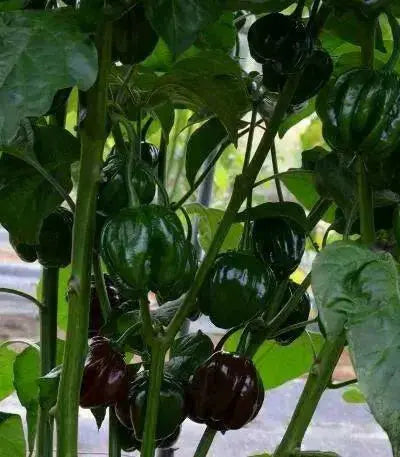 Black habanero chile peppers Seed, Capsicum chinense - Caribbean garden seed