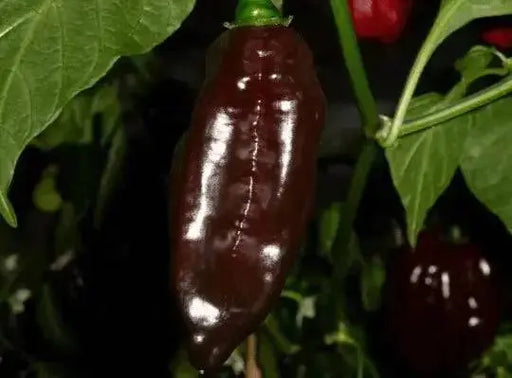 Black habanero chile peppers Seed, Capsicum chinense - Caribbean garden seed
