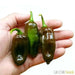 Black habanero chile peppers Seed, Capsicum chinense - Caribbean garden seed