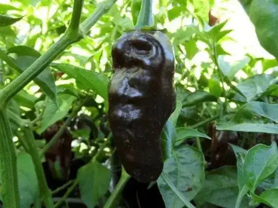 Black habanero chile peppers Seed, Capsicum chinense - Caribbean garden seed