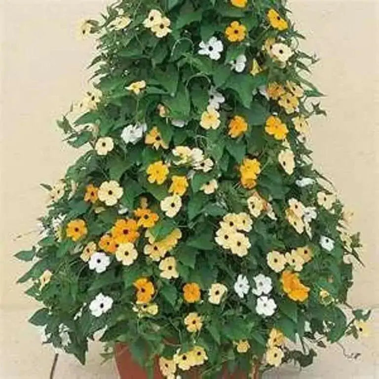 BLACK EYED SUSAN vine