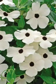 Black Eyed Susan vine SEEDS (Thunbergia ) Mix COLOR, - Caribbean garden seed