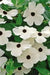 Black Eyed Susan vine SEEDS (Thunbergia ) Mix COLOR, - Caribbean garden seed