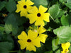 Black Eyed Susan vine SEEDS (Thunbergia ) Mix COLOR, - Caribbean garden seed