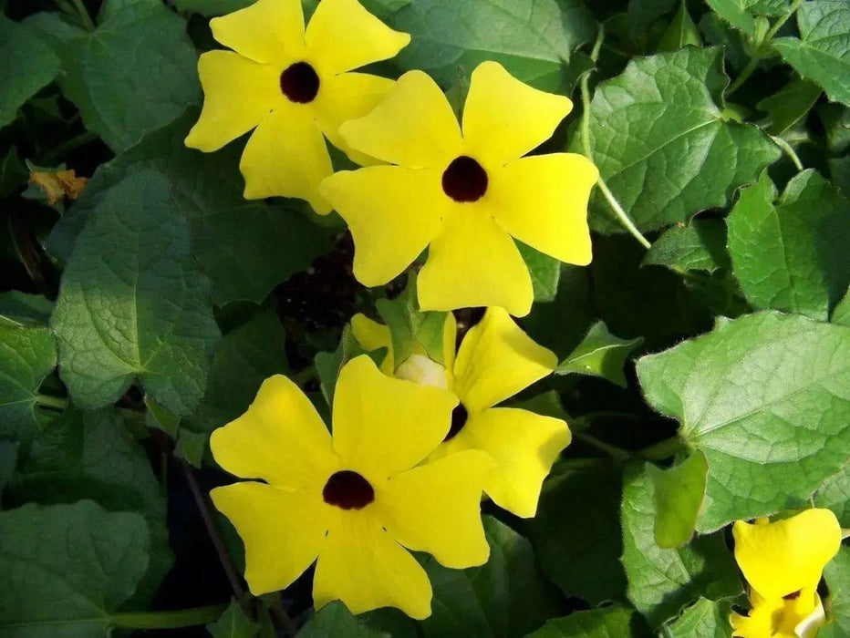 Black Eyed Susan vine SEEDS (Thunbergia ) Mix COLOR, - Caribbean garden seed