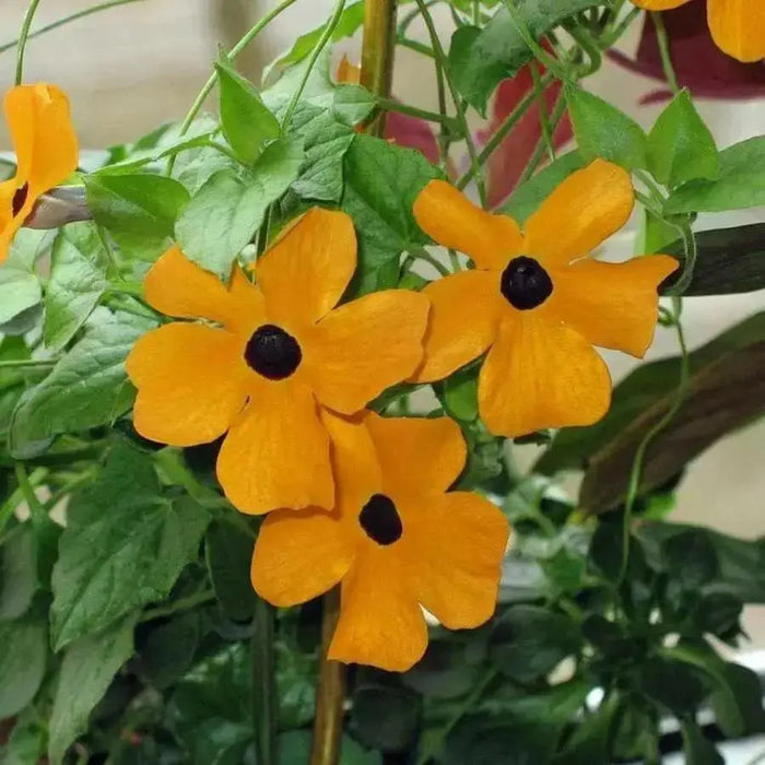 Black Eyed Susan vine SEEDS (Thunbergia ) Mix COLOR, - Caribbean garden seed