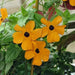 Black Eyed Susan vine SEEDS (Thunbergia ) Mix COLOR, - Caribbean garden seed