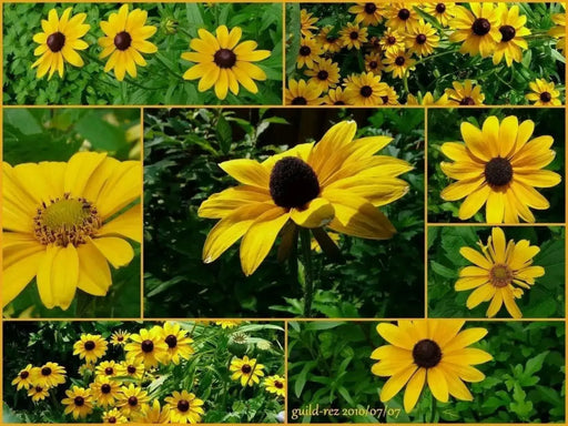 BLACK EYED SUSAN, FLOWERS SEED  ,PERENNIAL - Caribbean garden seed