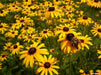 BLACK EYED SUSAN, FLOWERS SEED  ,PERENNIAL - Caribbean garden seed